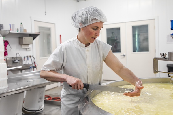 Melanie Webb at Stony Pond Creamery works with curd over her cheese vat